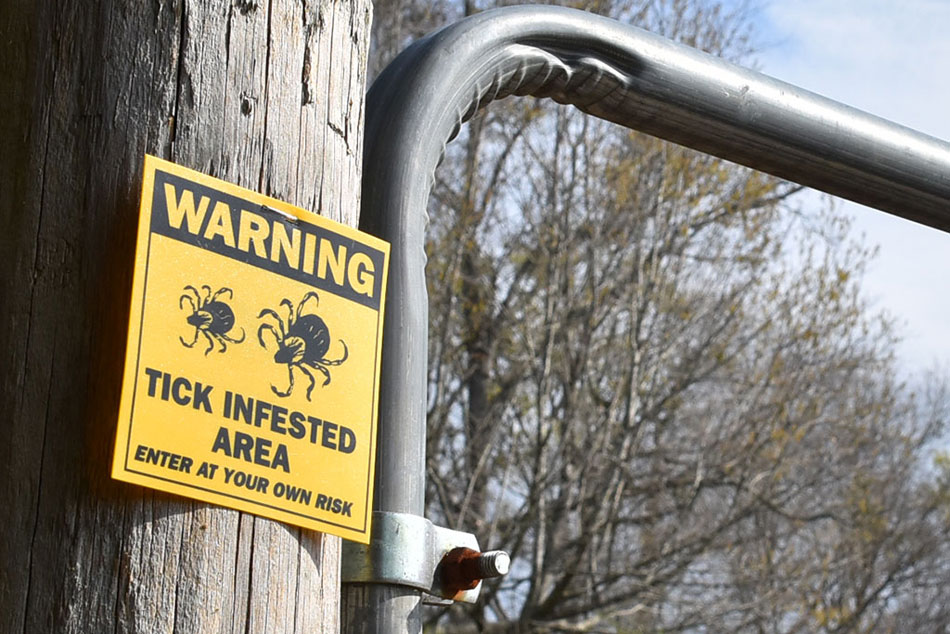tick infested area