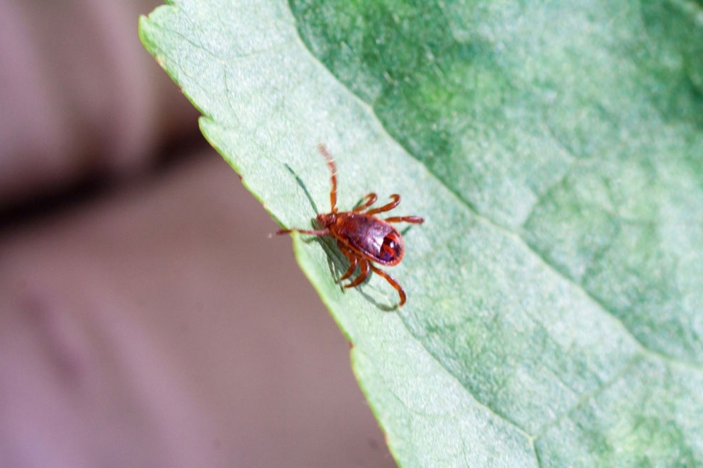 tick