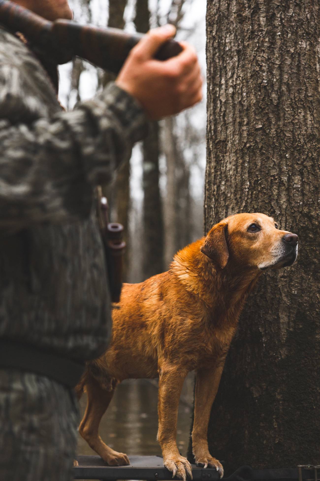 timbo hunting