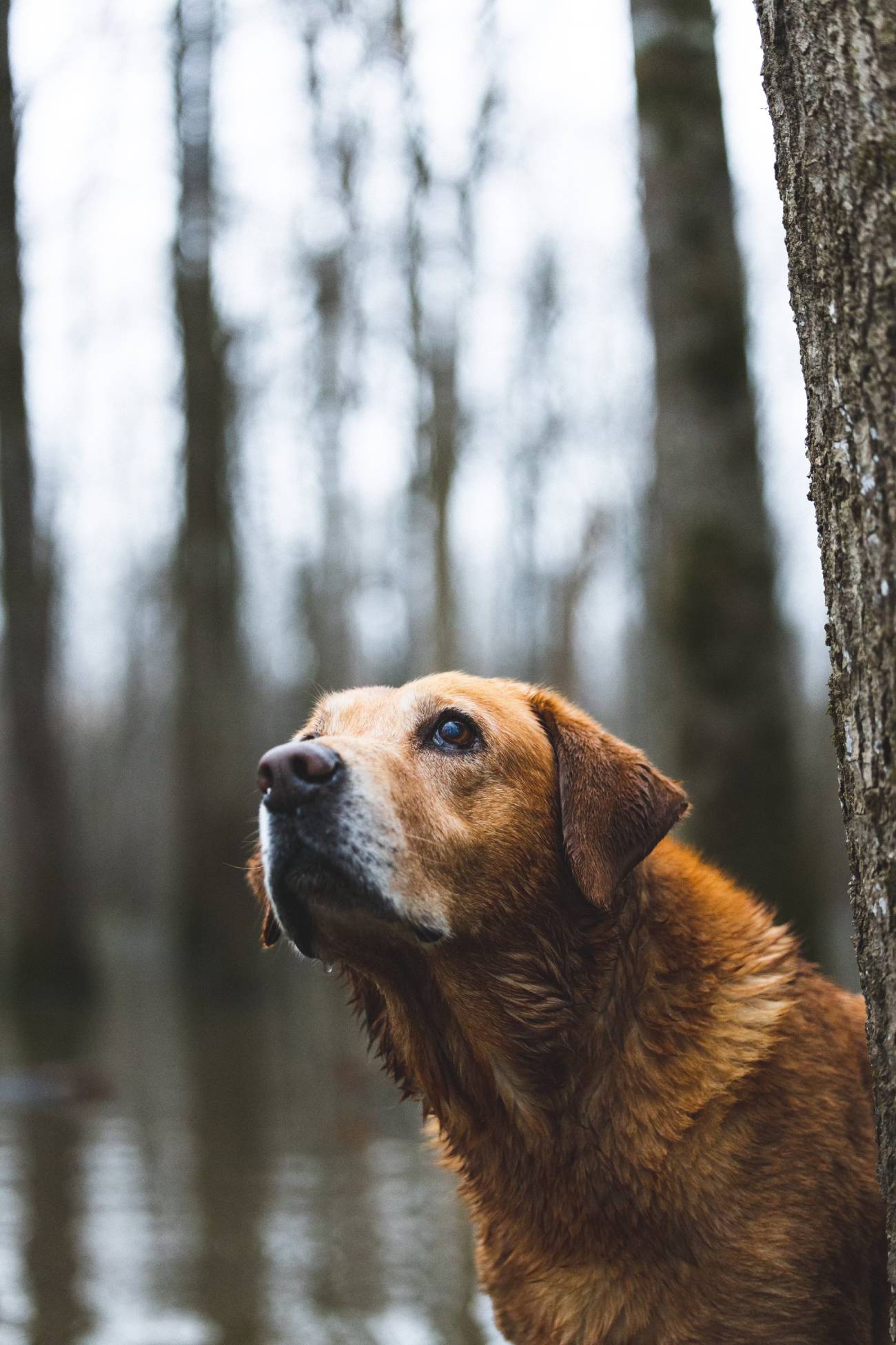 timbo hunting