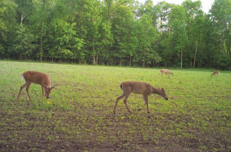 time lapse game camera photo