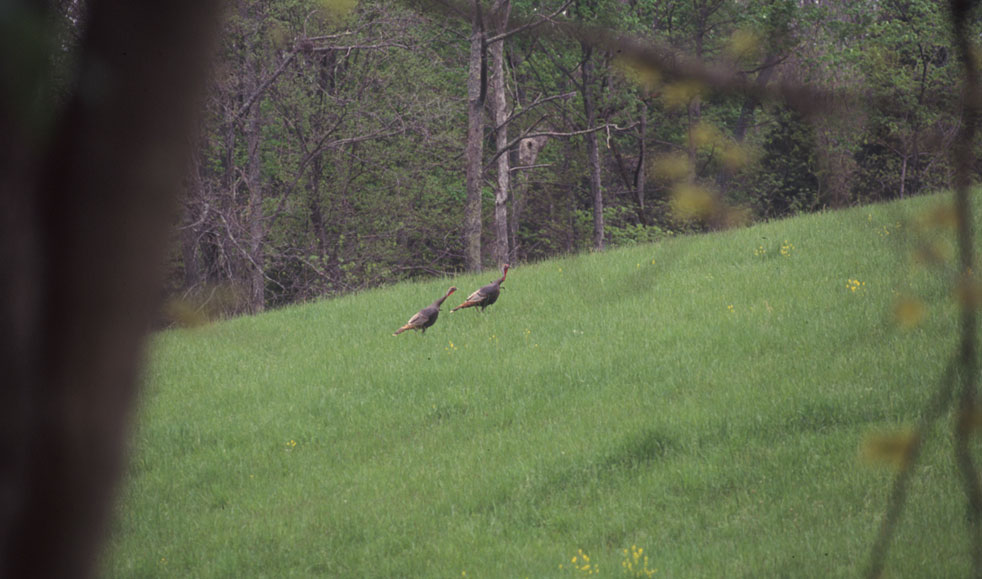 gobbling turkeys in a field