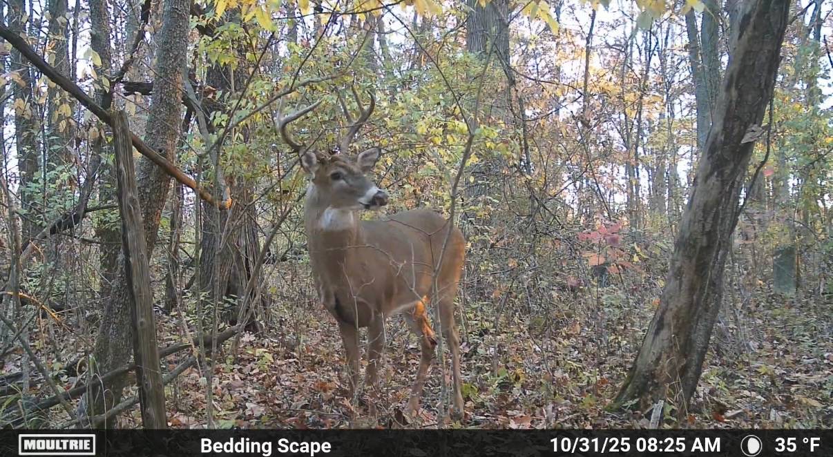 trail camera