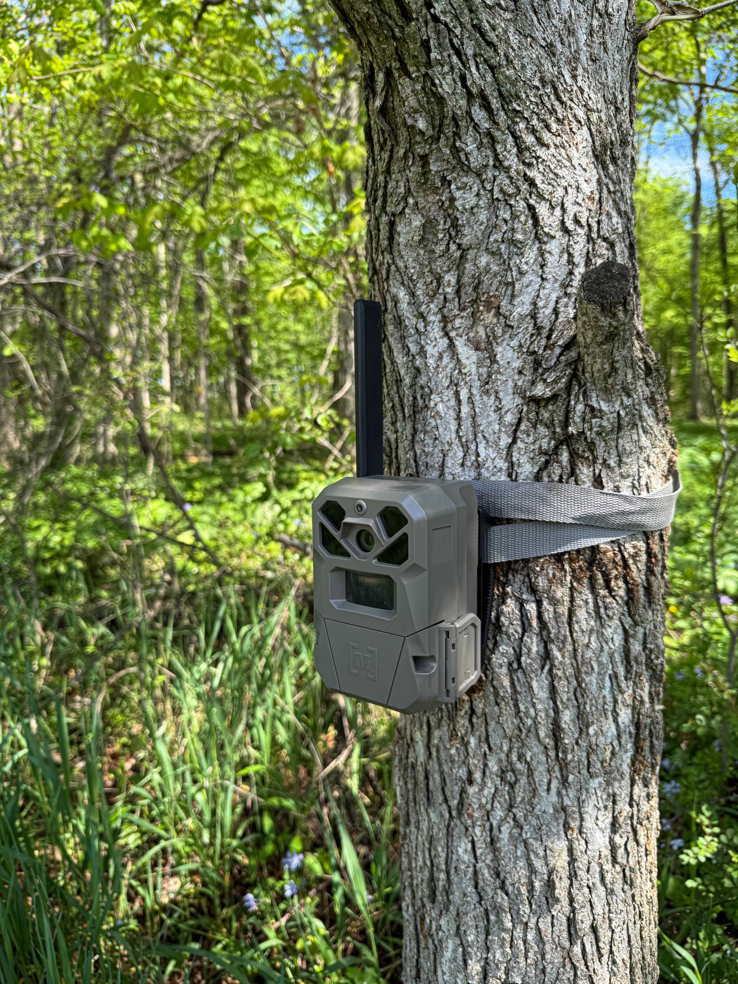 trail cameras
