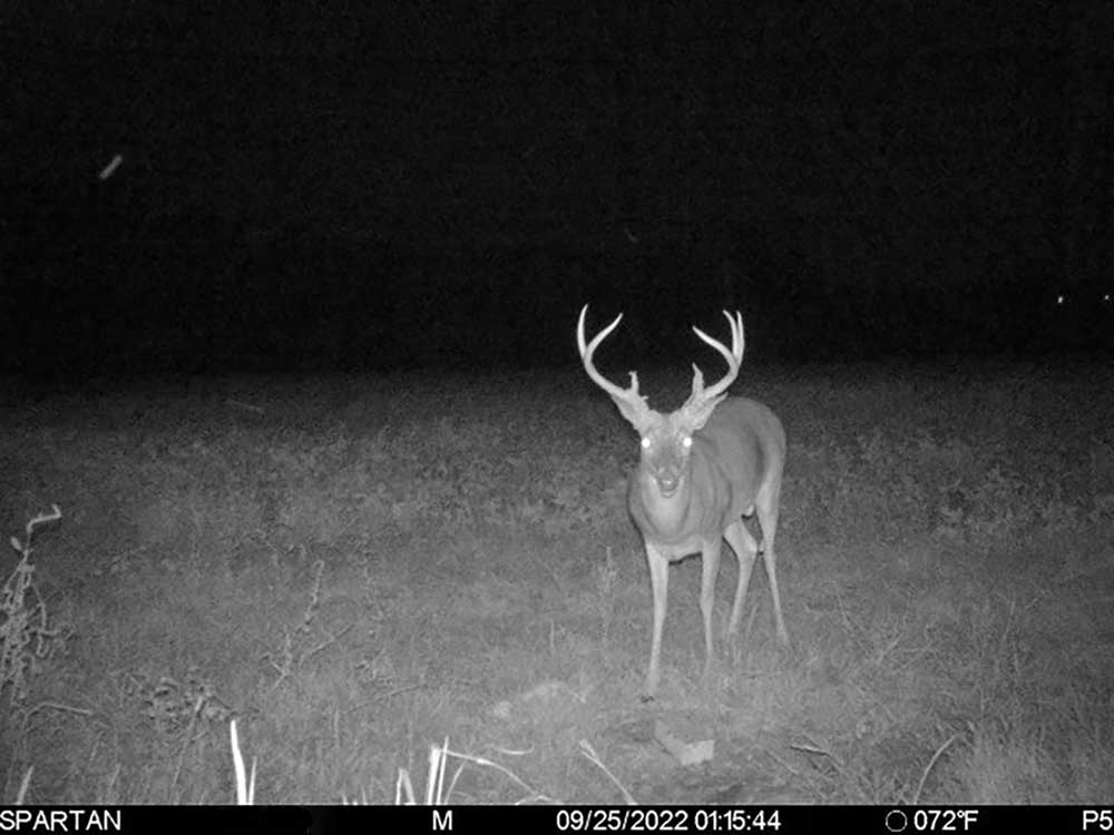 deer on trail camera picture