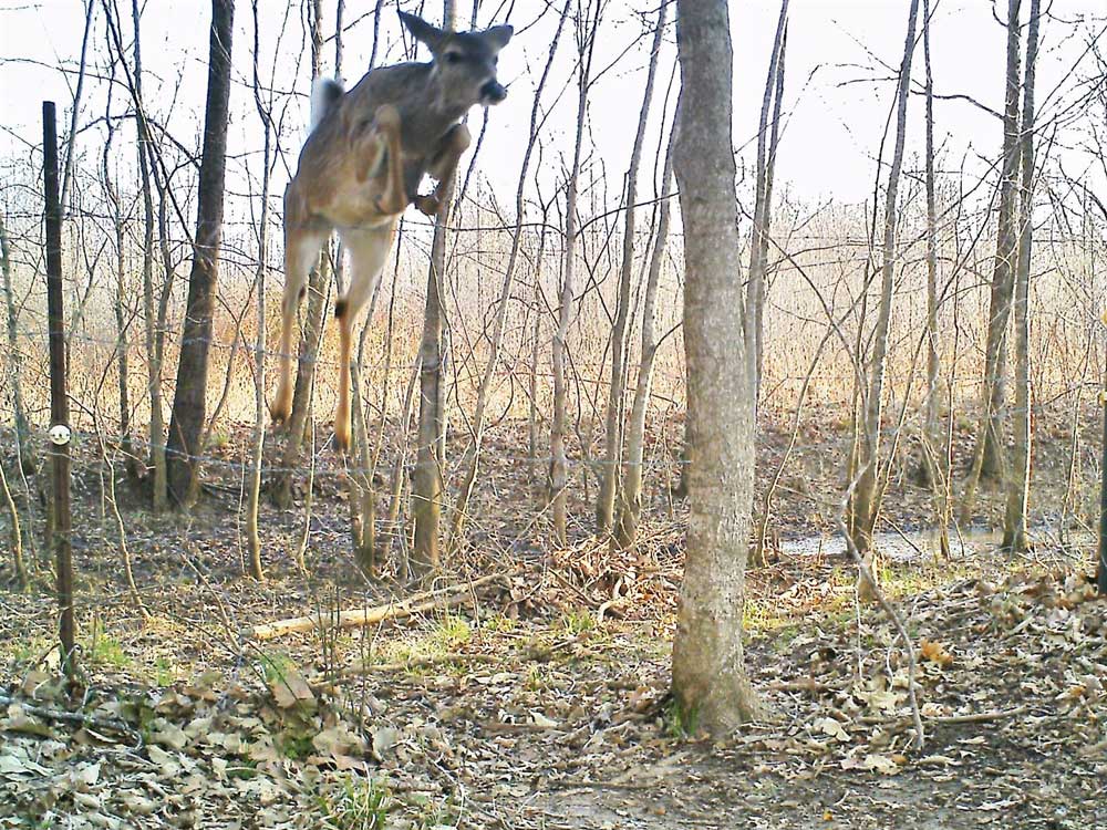 deer jumping fence
