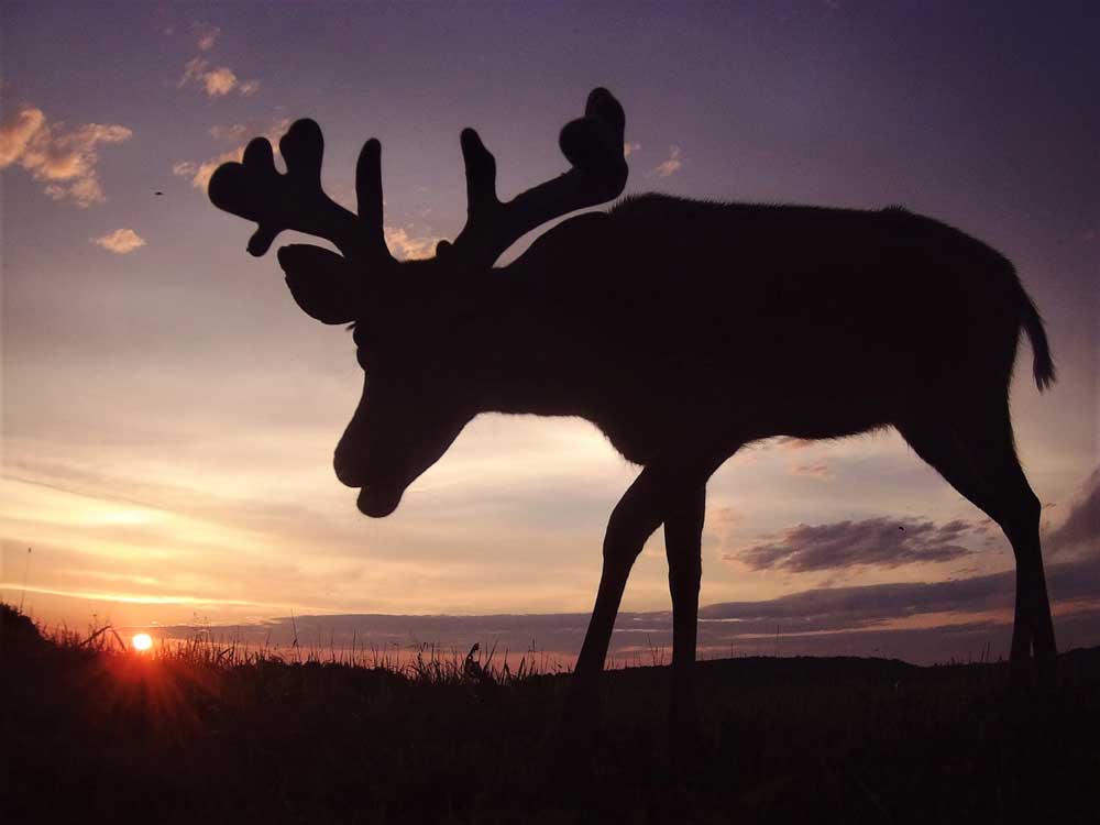 low angle deer photo