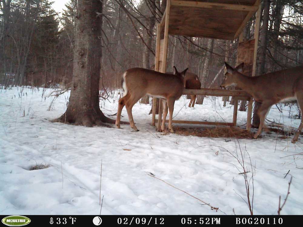 trail camera deer at feeder