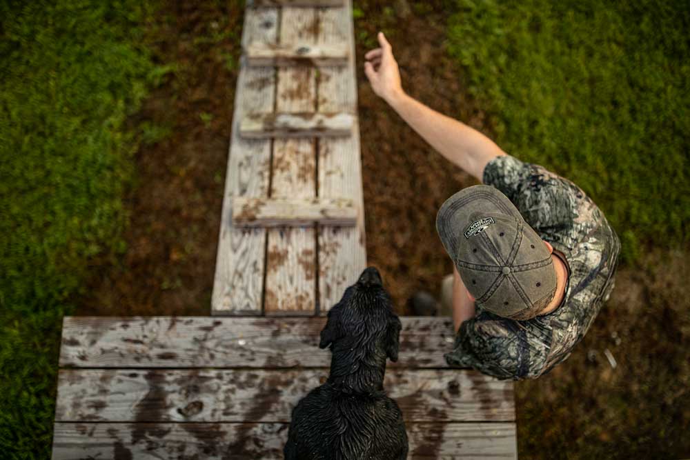 training black lab