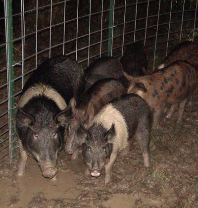trapped pigs