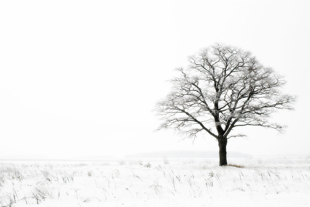 tree in winter