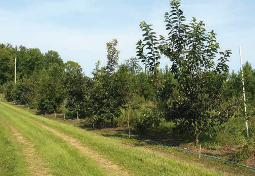 tree orchard