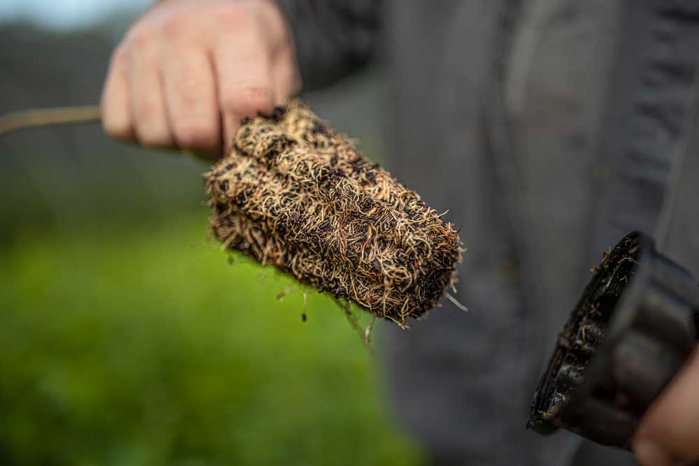 tree root ball