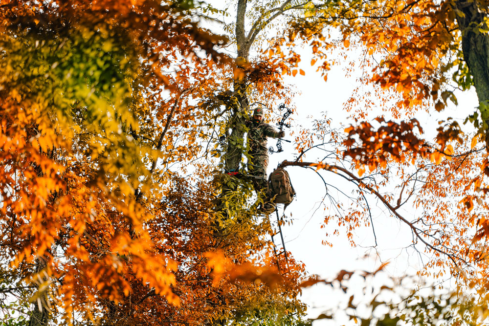 tree stand hunting in fall