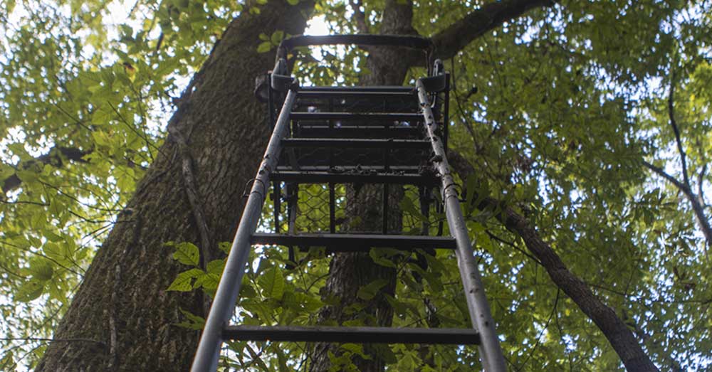 tree stand ladder