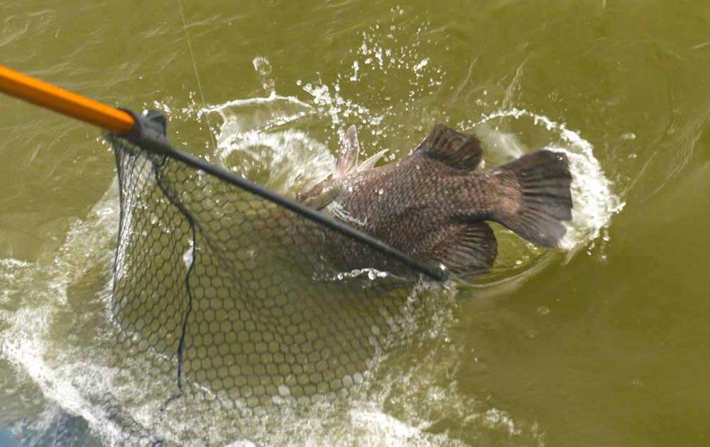 netted tripletail