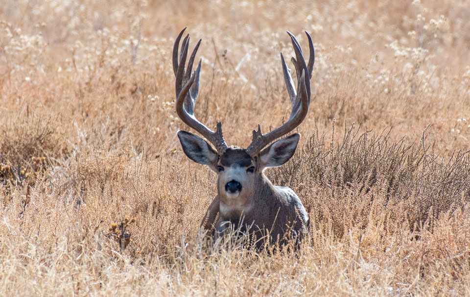 trophy mule deer buck