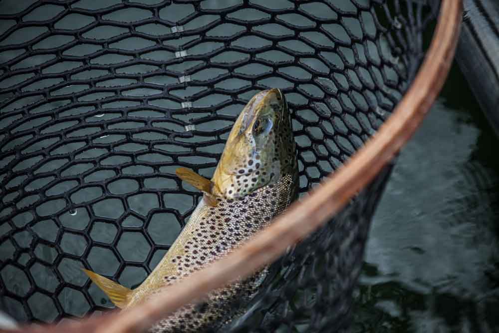 trout in net