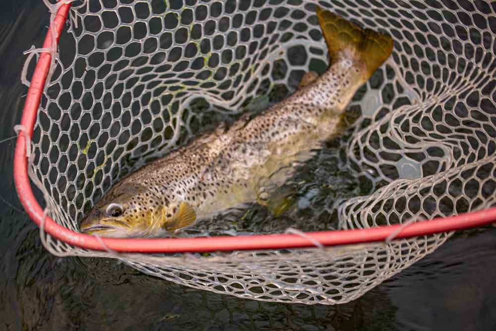 trout in net