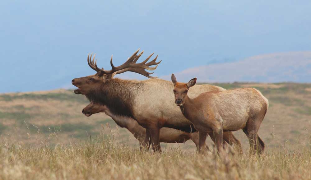 tule elk