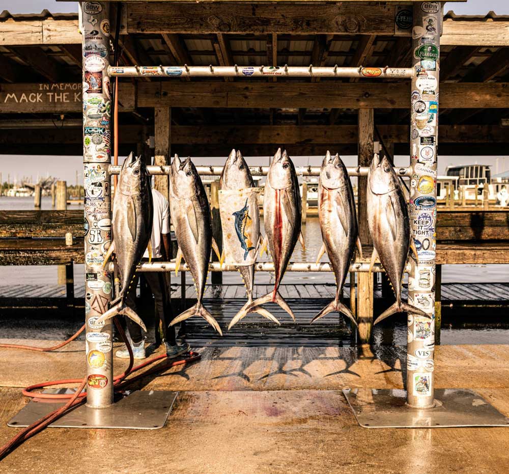 six tuna hang on the sign at the Venice marina