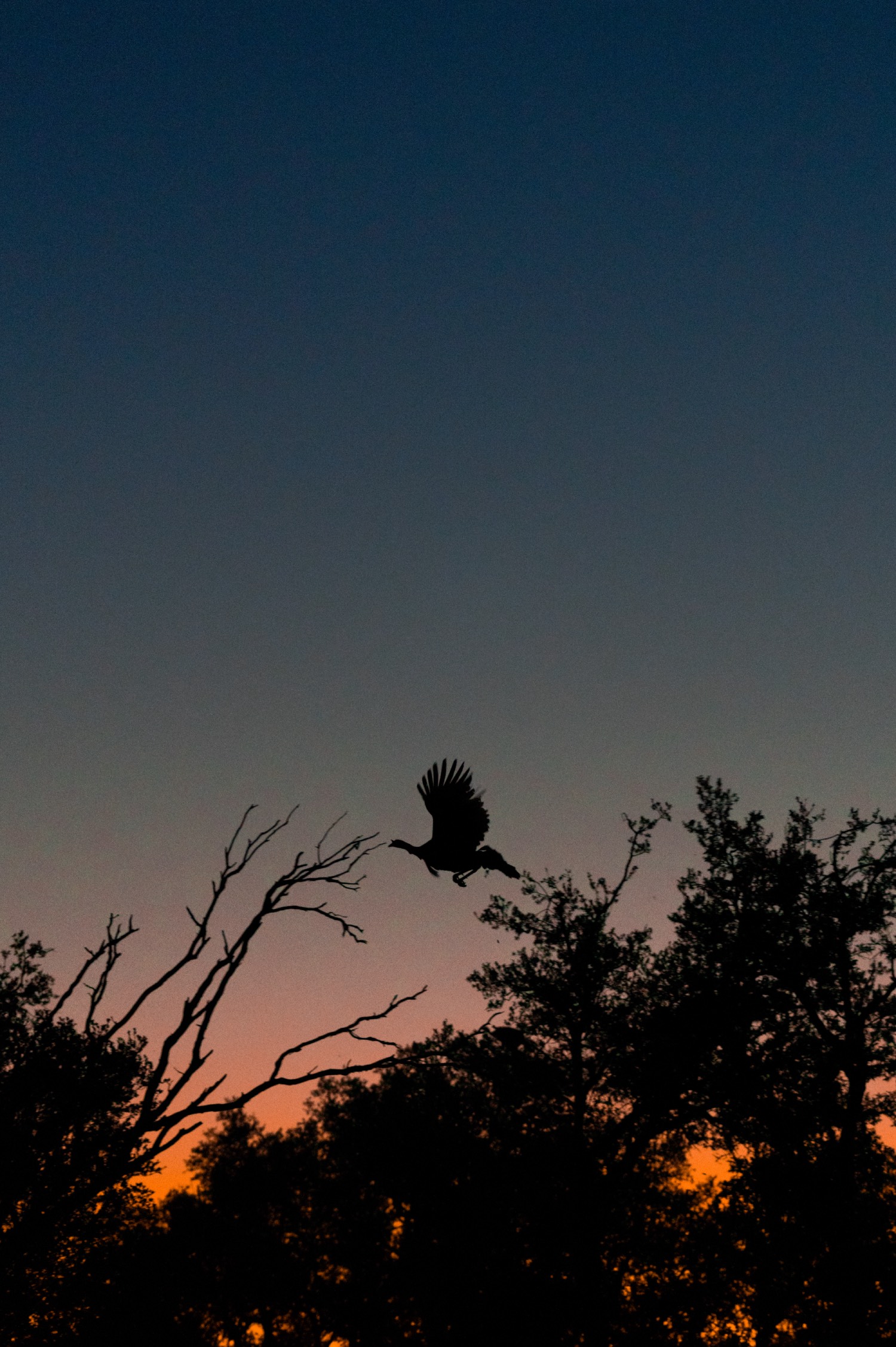 turkey flying off roost