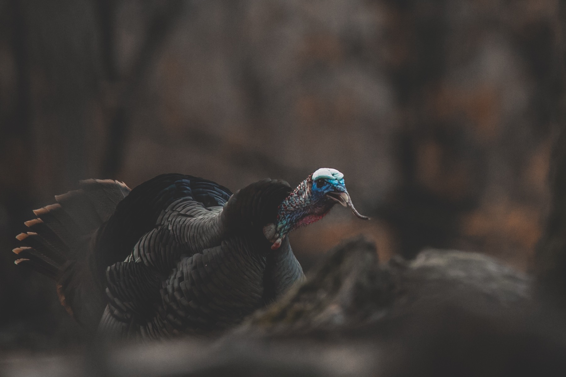 beautiful photo of a turkey gobbling