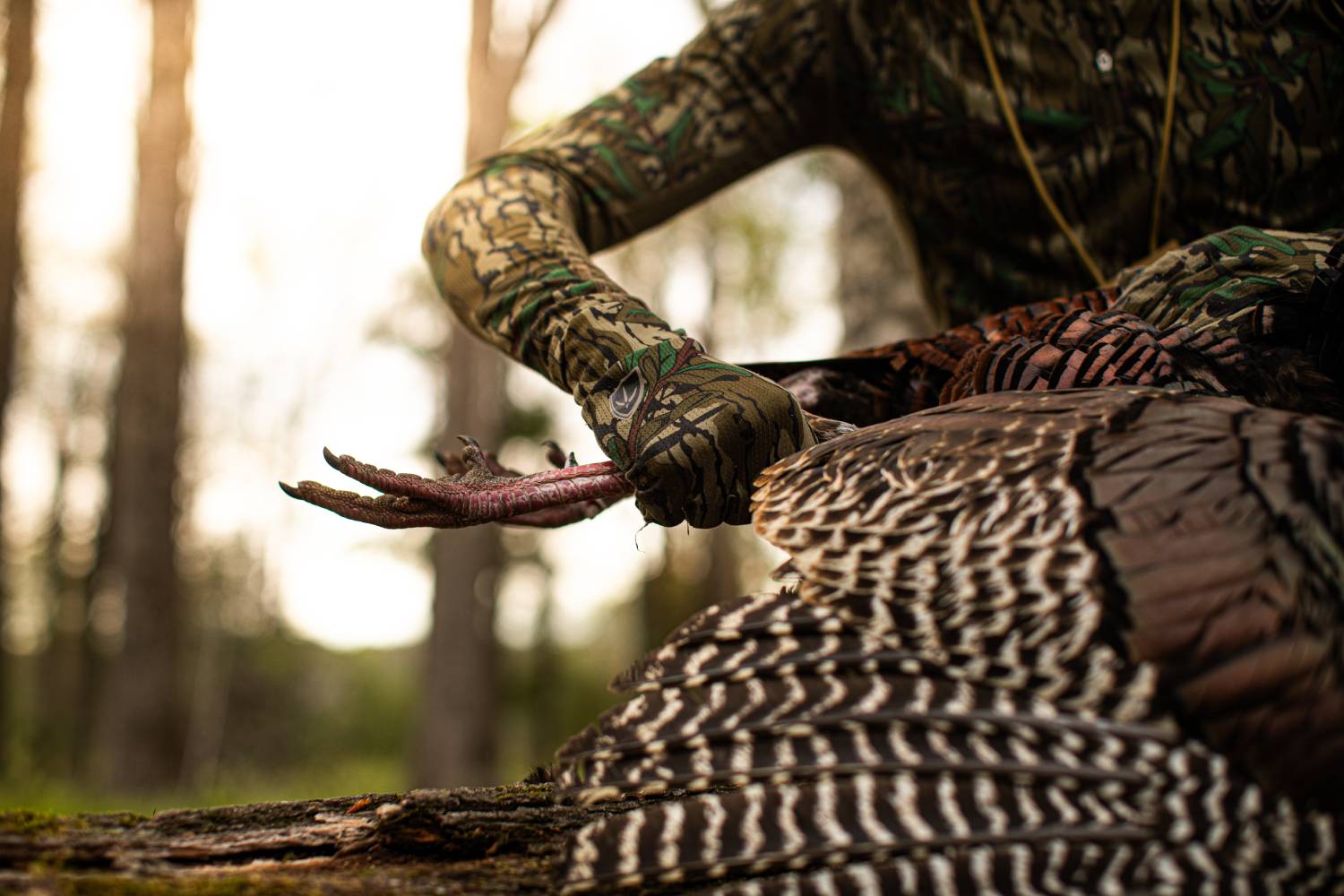 turkey hunting