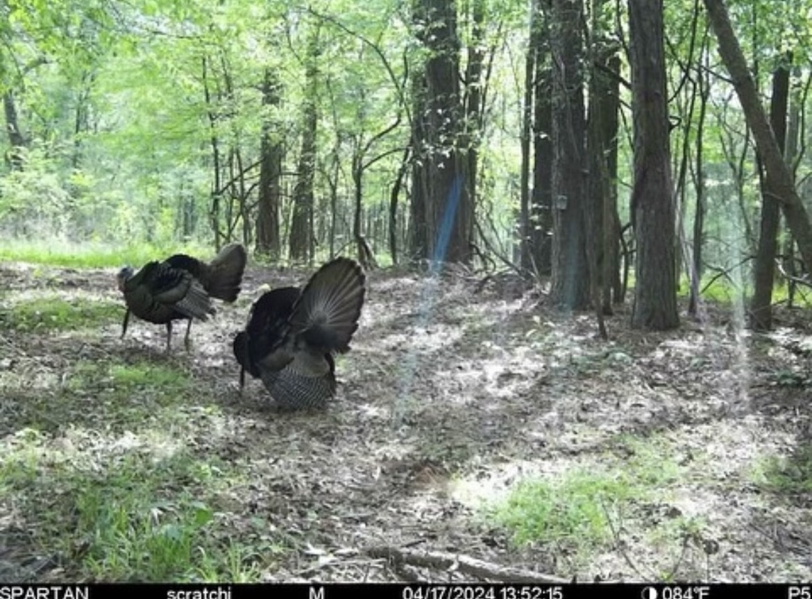 trail cam