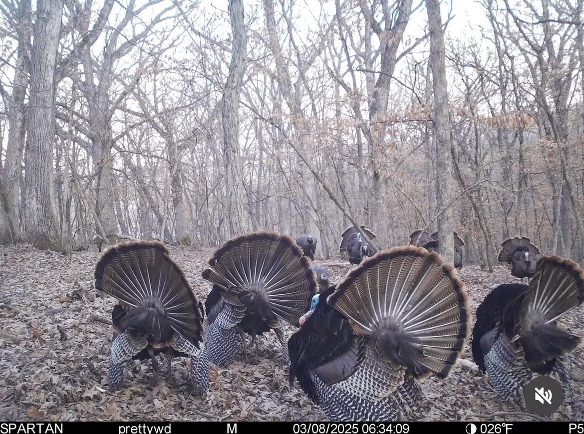 turkey trail cams