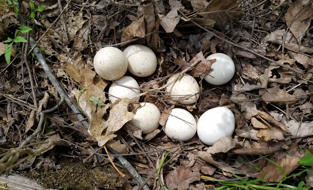 turkey eggs