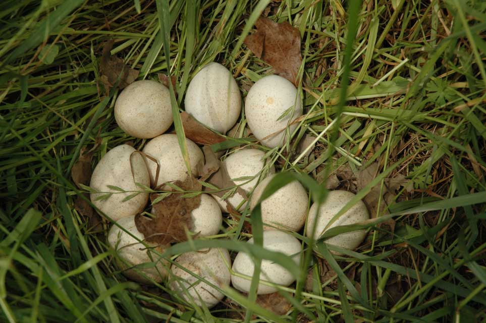 turkey eggs