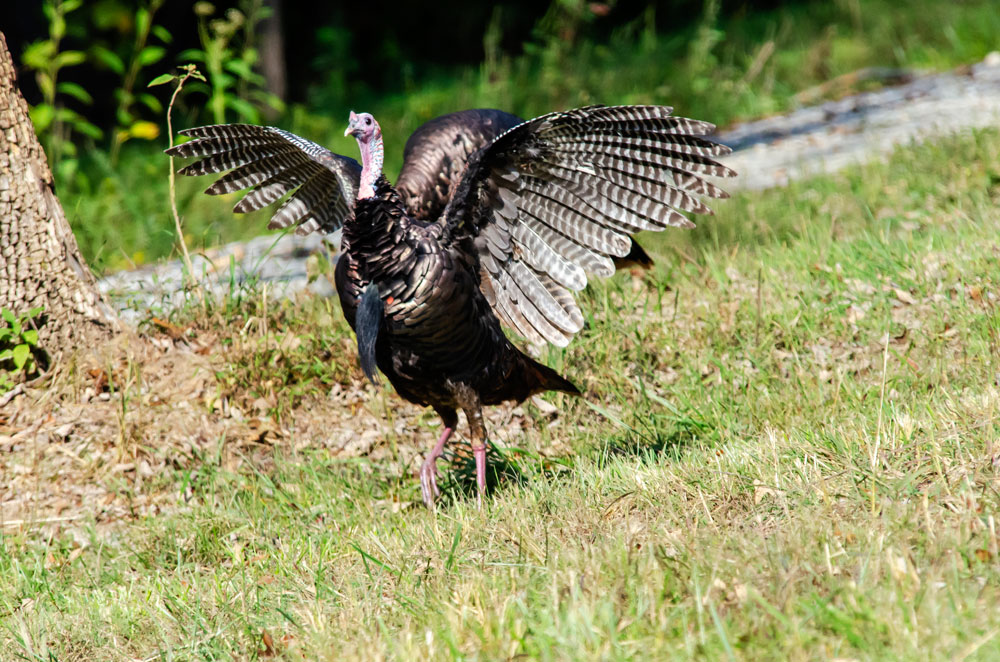 turkey flying down