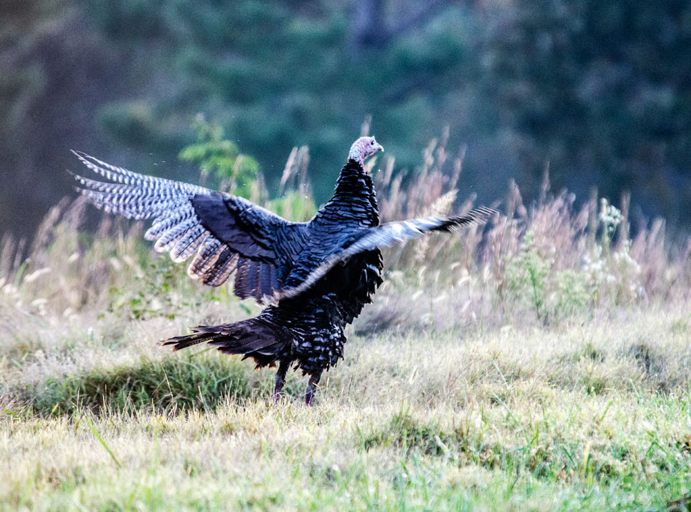 turkey flying