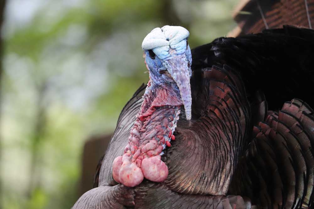 turkey gobbling