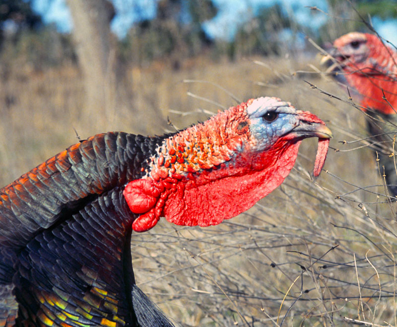 turkey head