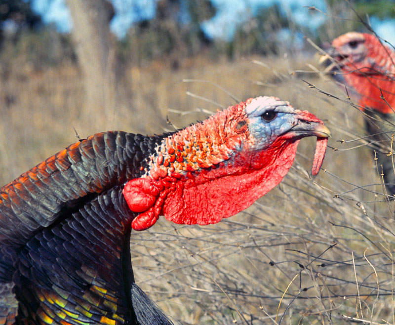 turkey head