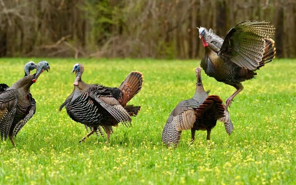 turkey hunting