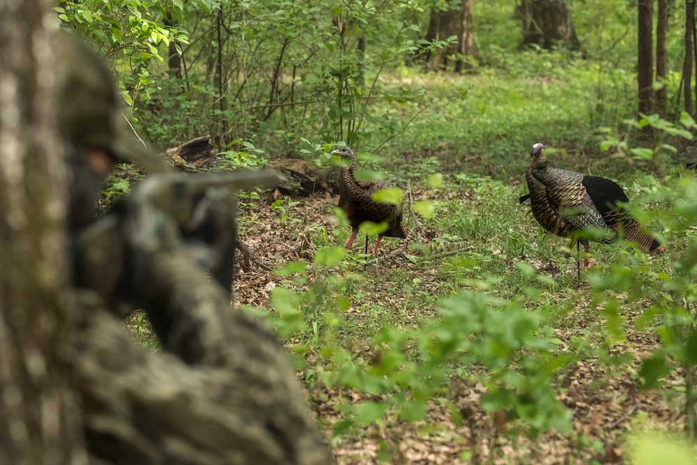 hunter aimed at decoys on logging road