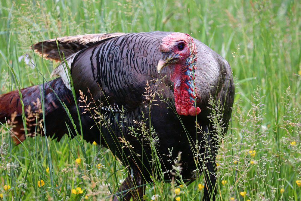 turkey in grass