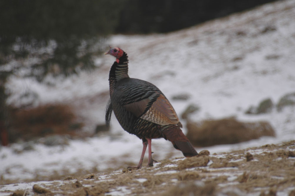 turkey in the snow