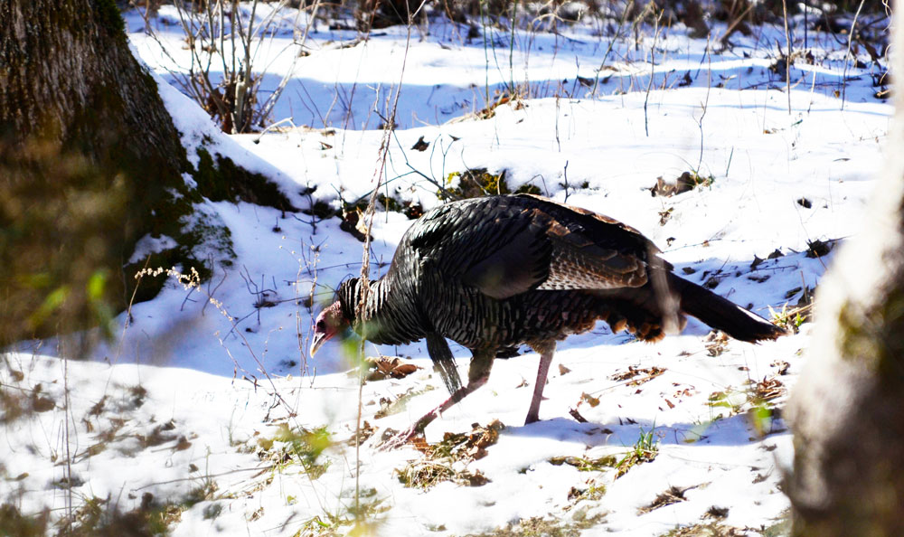 turkey in the snow