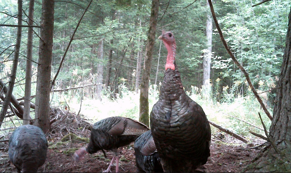 turkey on game camera