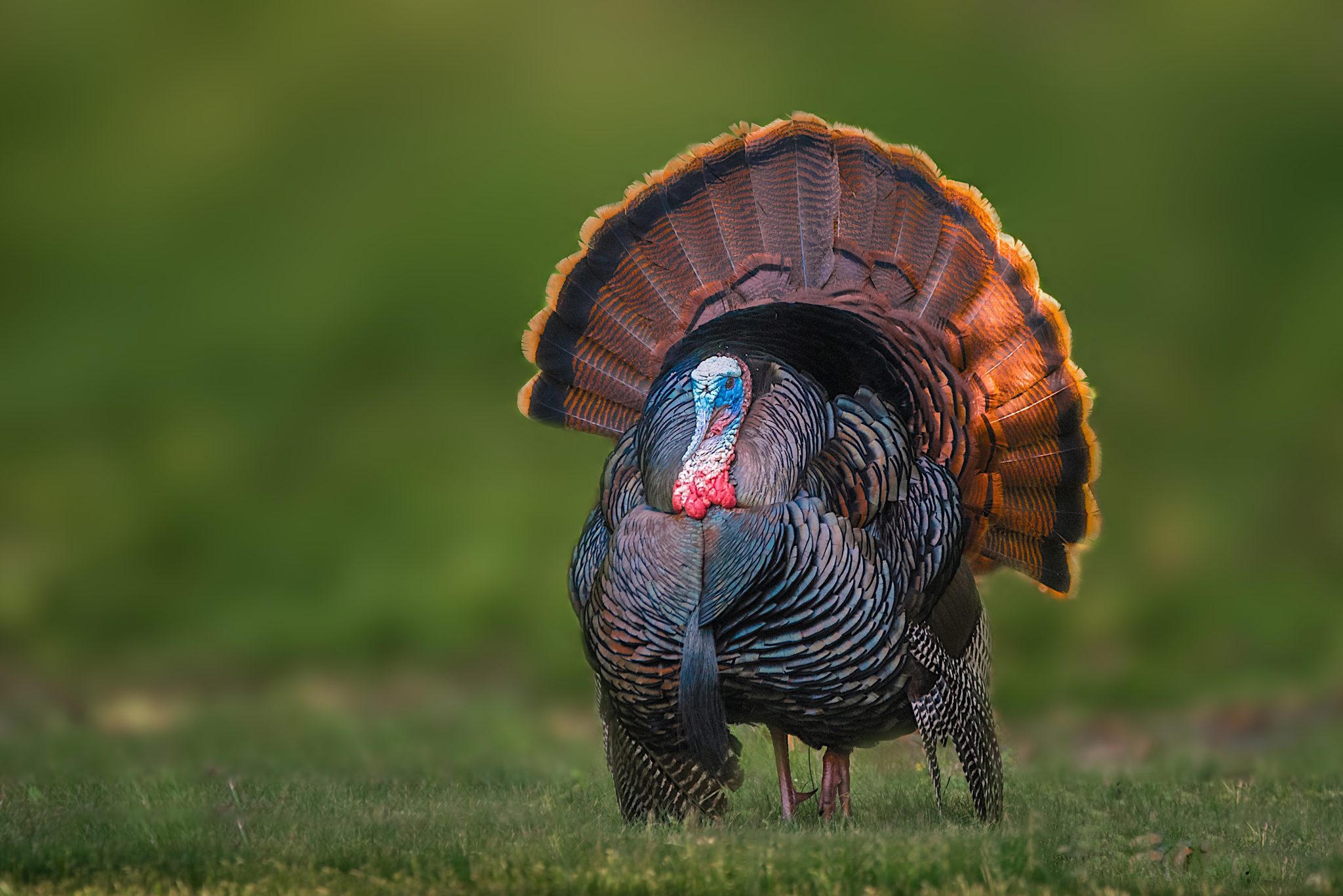 turkey strutting