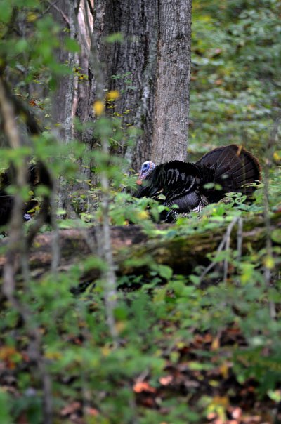 turkey strutting