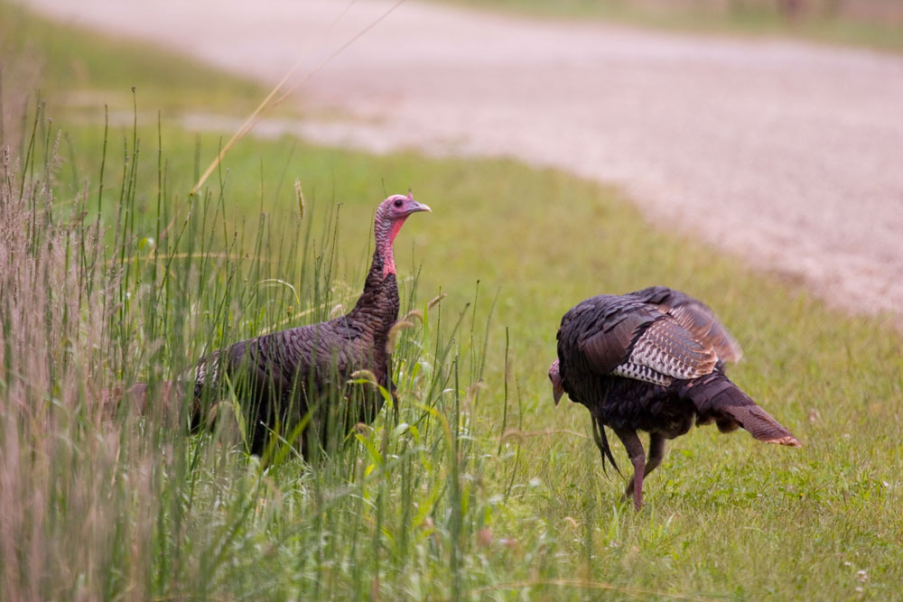 turkeys in tall grass