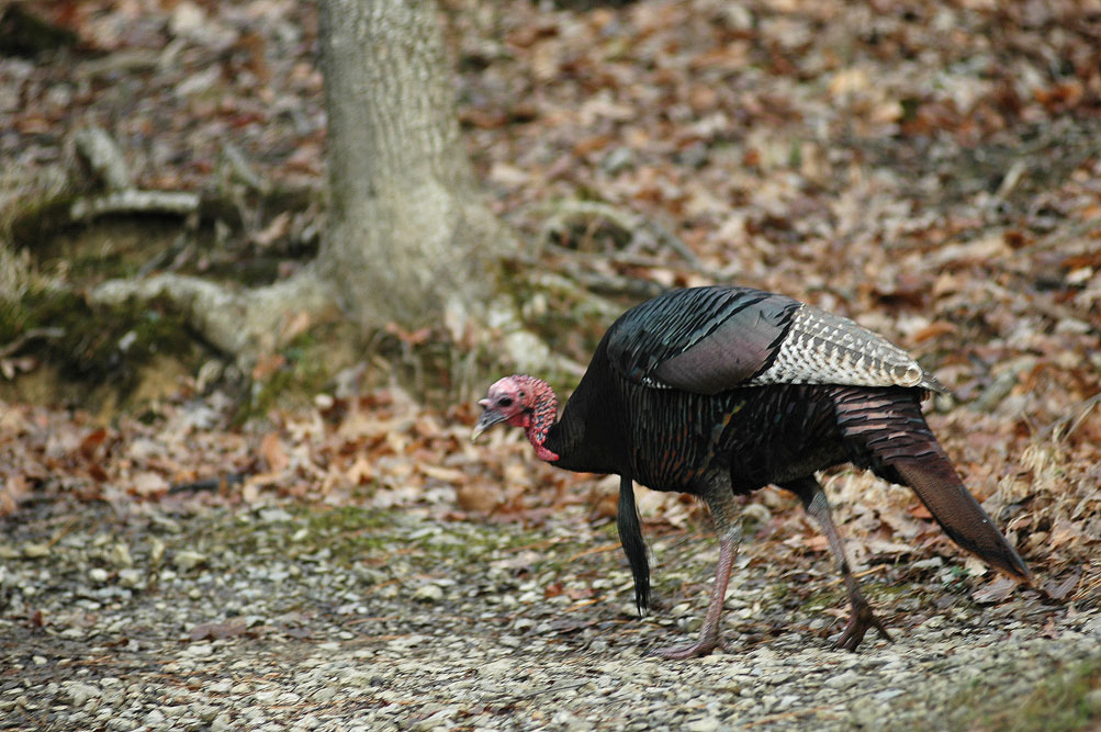 turkey walking in gravel