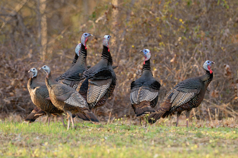 turkey winter flock