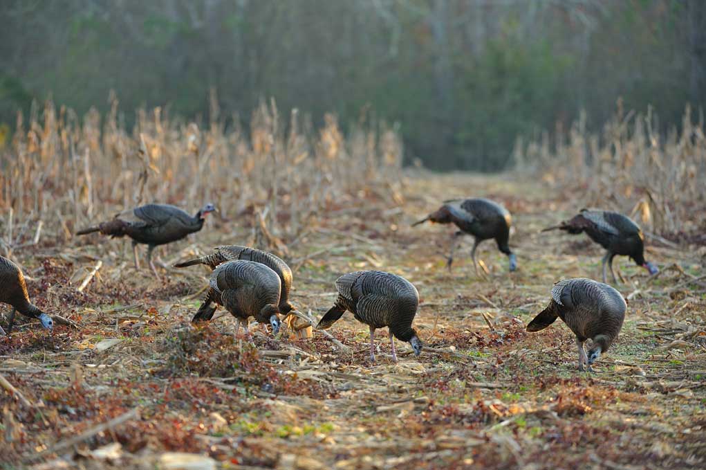 turkey winter range