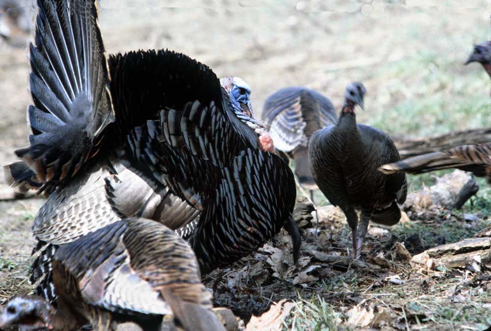 turkey with hens